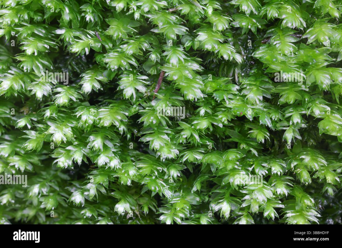 Plagiothecium succulentum su un muro di roccia a Raasepori, Finlandia sud-occidentale Foto Stock