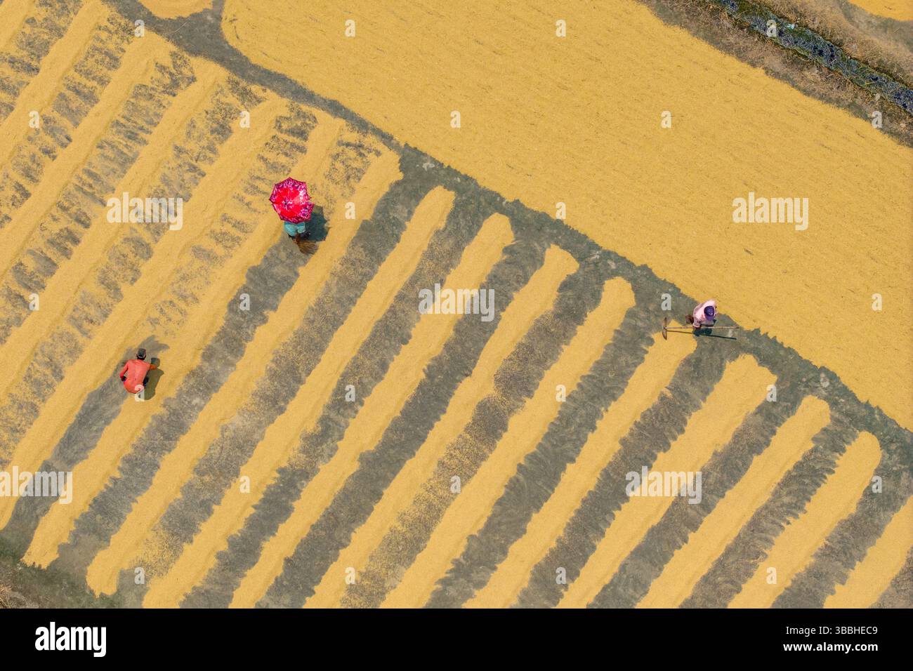 Vista dall'alto del campo di lavorazione del riso Foto Stock