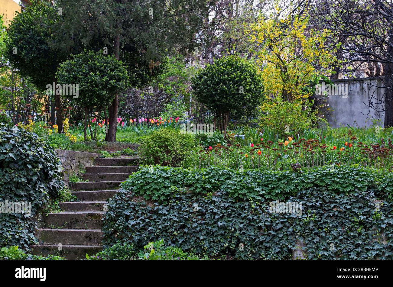 Tradizionale giardino di primavera interresidenziale con tulipani colorati e abbondantemente fioriti, erba verde e arbusti e alberi ornamentali, Sofia, Bulgaria Foto Stock