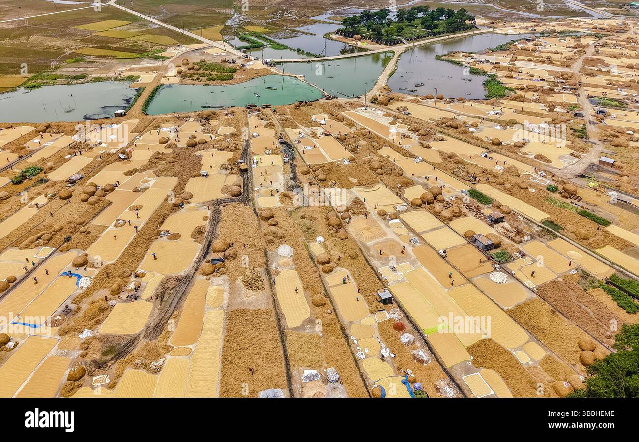 Vista dall'alto del campo di lavorazione del riso Foto Stock