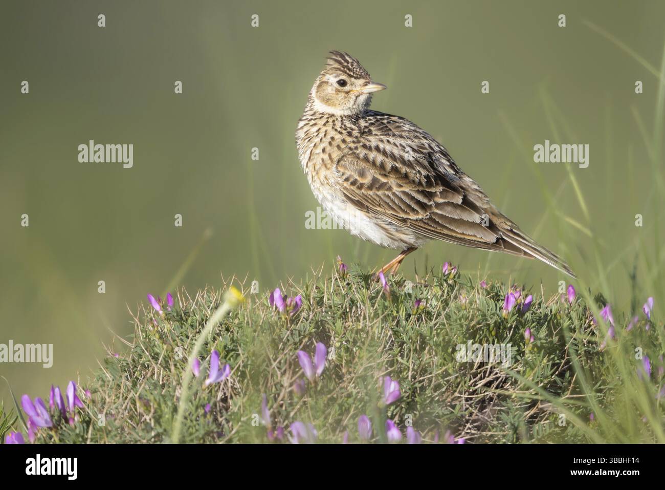 Skylark eurasiatico (Alauda arvensis) arroccato sul terreno, Armenia, Asia Foto Stock