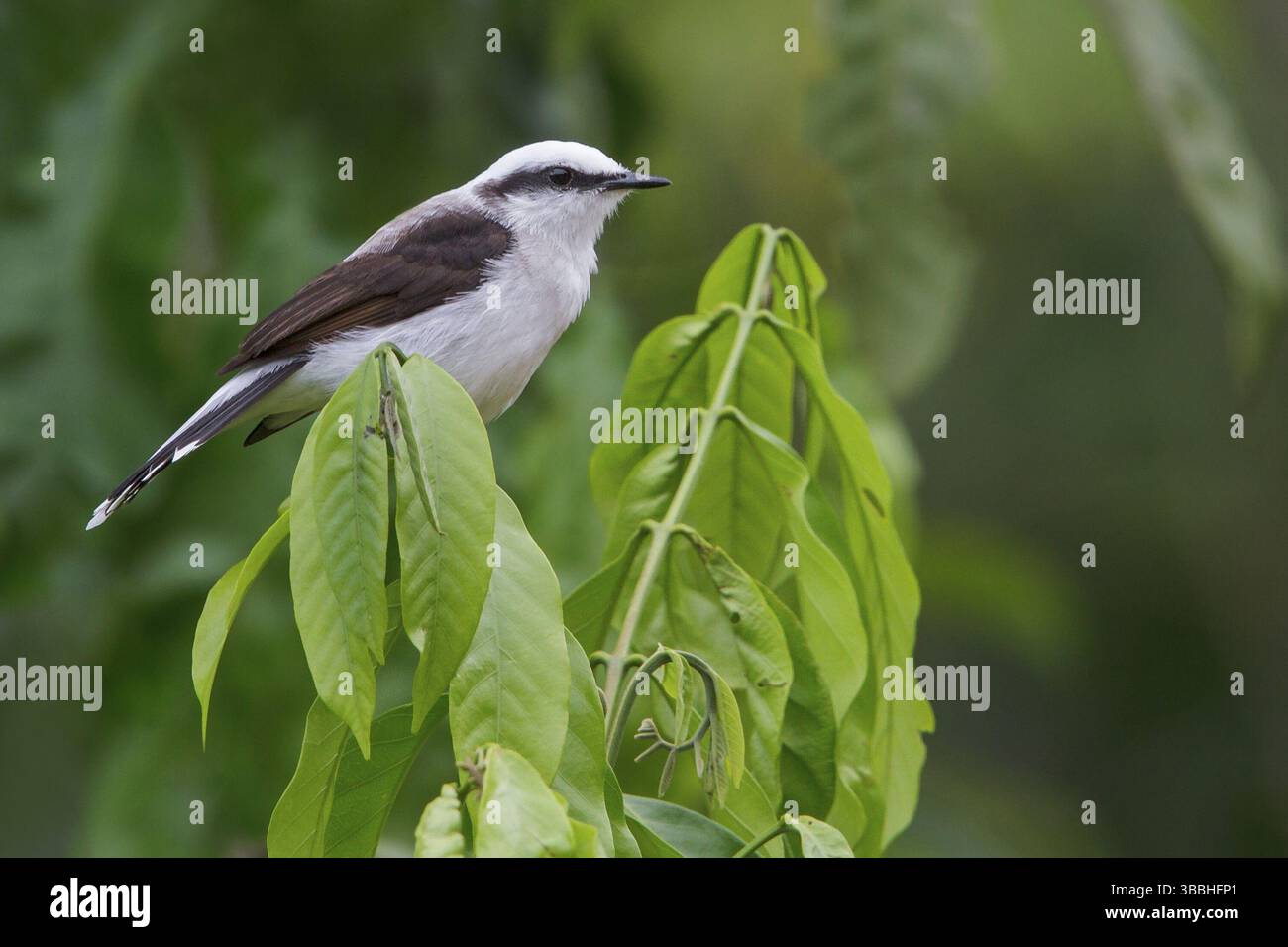 Tiranno d'acqua mascherato (Fluvicola nengeta) arroccato su un ramo nella foresta pluviale atlantica del sud-est del Brasile Foto Stock