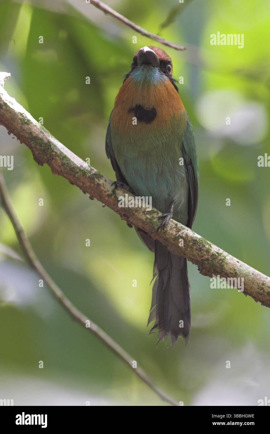 Motmot (Electron platyrhynchum), Costa Rica, America centrale Foto Stock