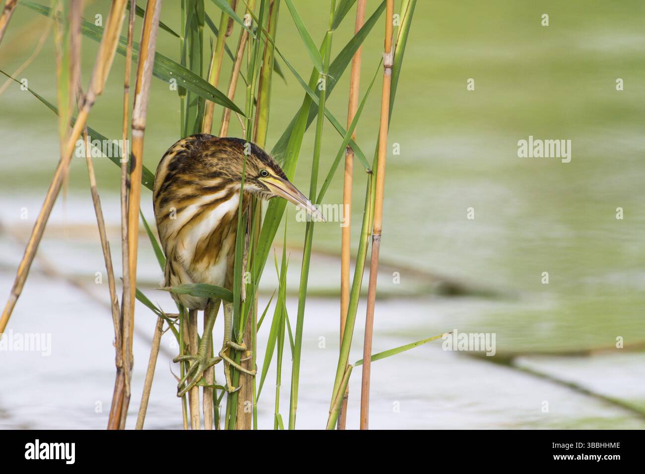 Little Bittern (Ixobrychus minutus) Foraging giovanile, Turingia, Germania, Europa Foto Stock