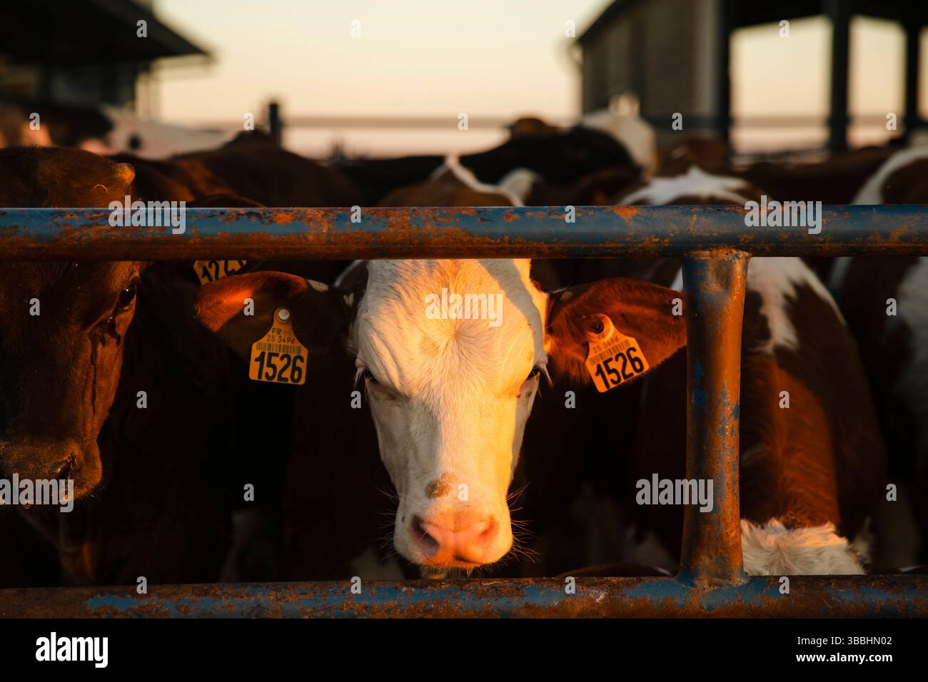 Primo piano del vitello contrassegnato dietro la recinzione metallica Foto Stock