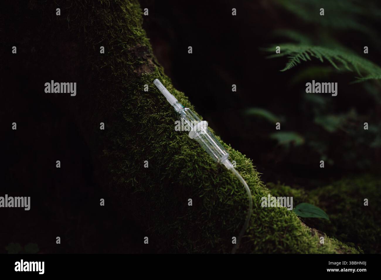 Linea di gocciolamento IV contro il tronco di alberi muschiati nella foresta scura Foto Stock