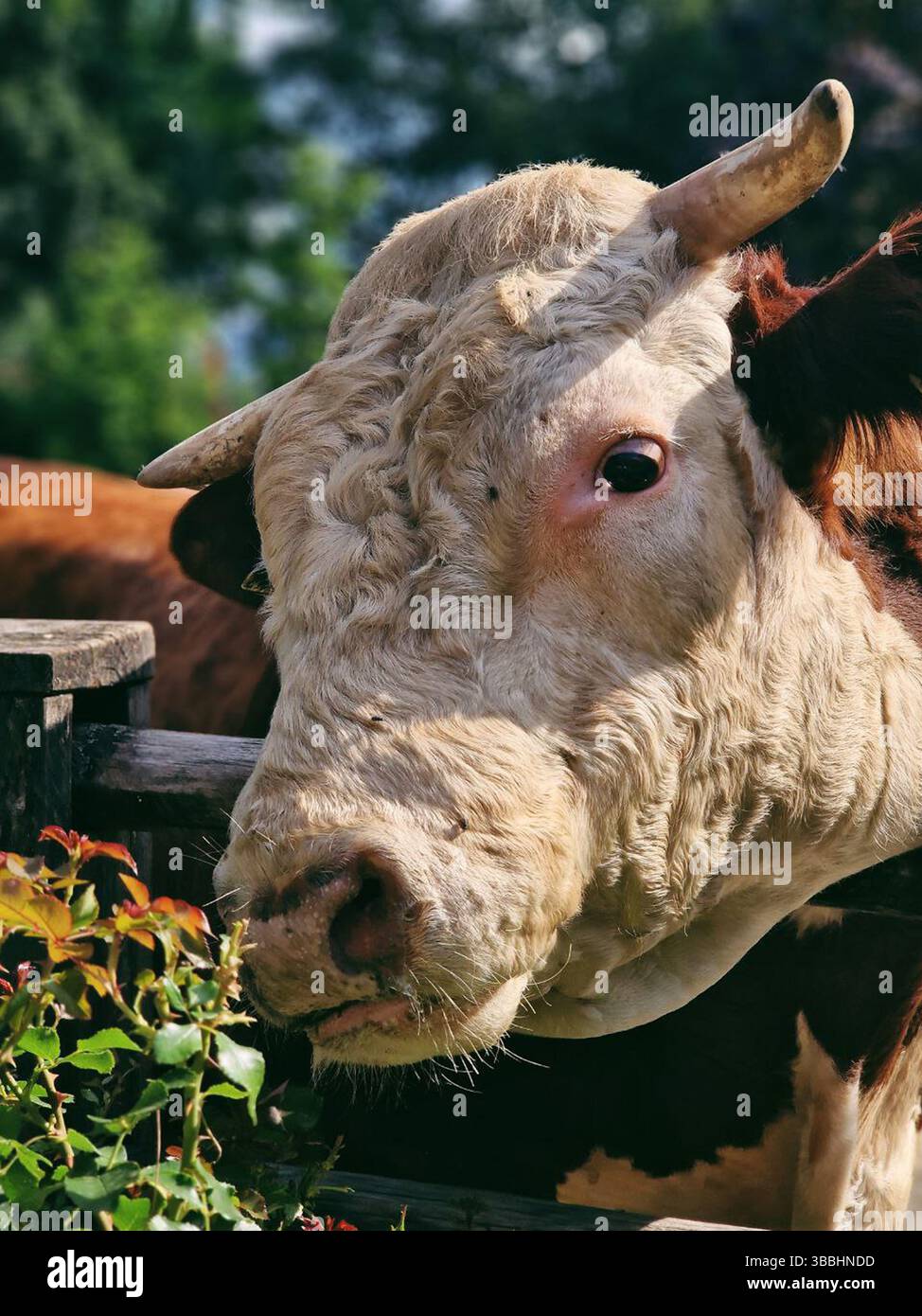 Mucca che pascolano in un lussureggiante campo verde durante un pomeriggio di sole Foto Stock
