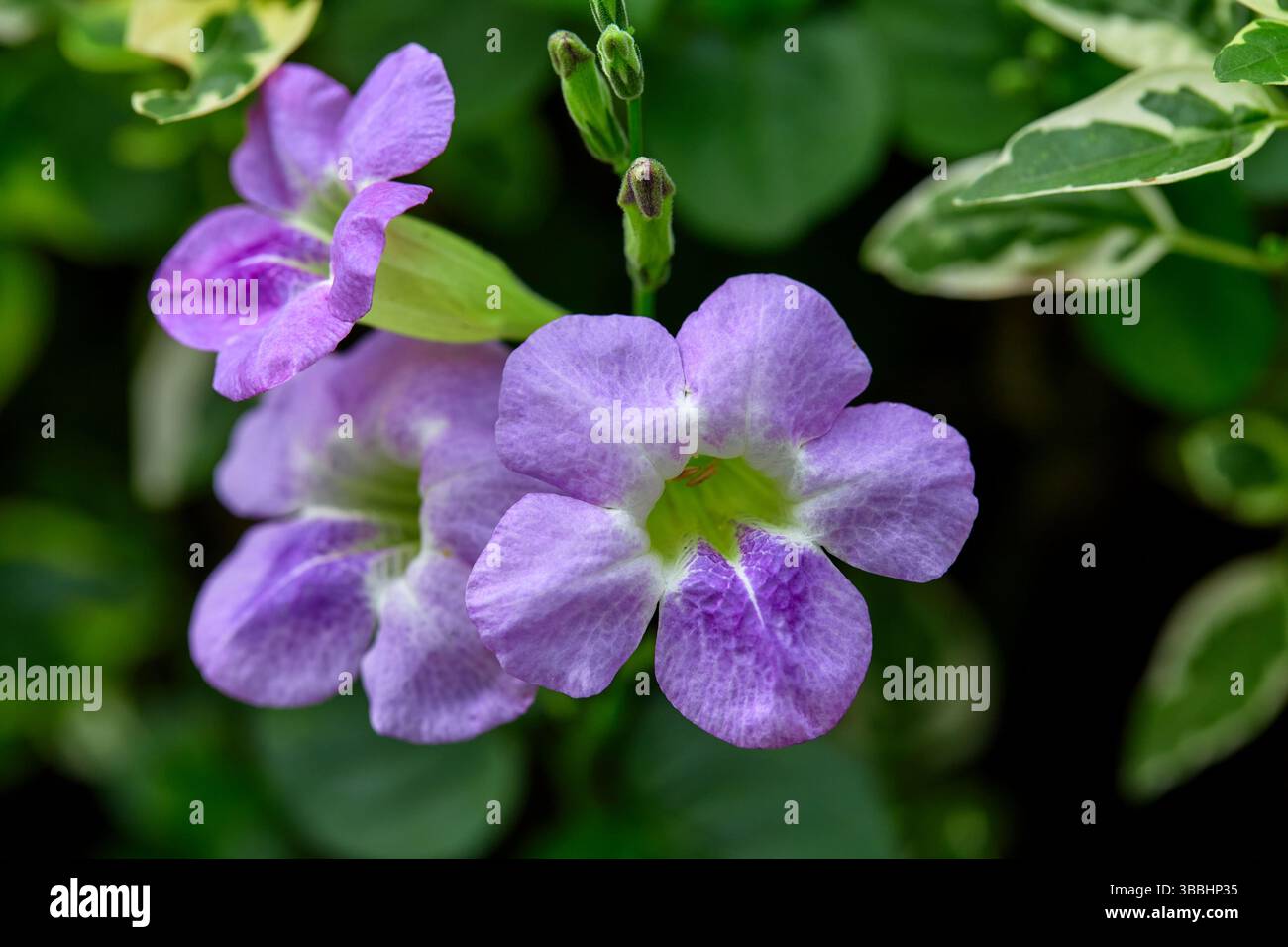 Vista ravvicinata del mini fiore di gomma variegato viola sulla pianta Foto Stock
