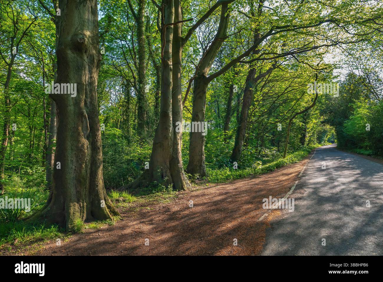 Suggestiva scena di sole attraverso gli alberi sul bordo di una strada vicino a Ladies Spring Wood, Abbeydale Foto Stock