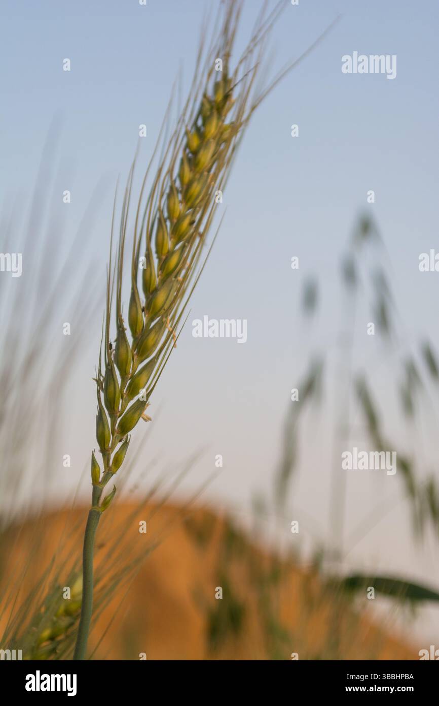 Macro shot di gambi di grano che ondeggiano nella brezza estiva Foto Stock