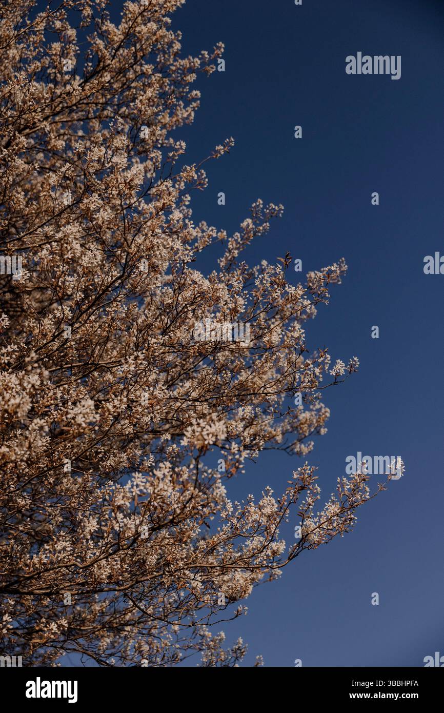 albero in fiore alla luce calda del sole con cielo blu Foto Stock