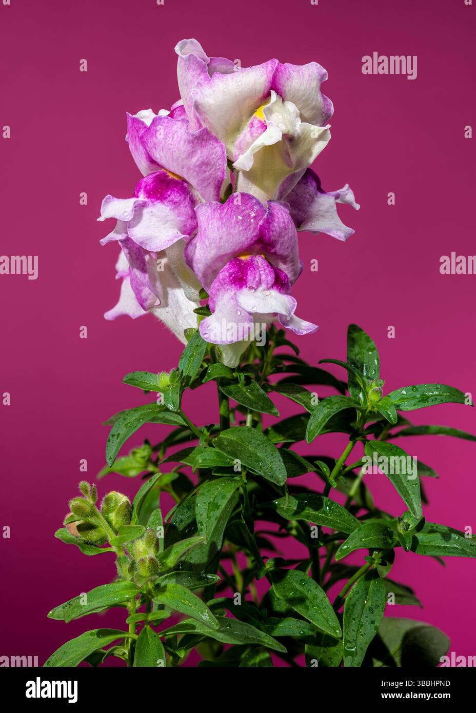 Eleganti fiori Snapdragon rosa e bianco su uno stelo magenta Foto Stock