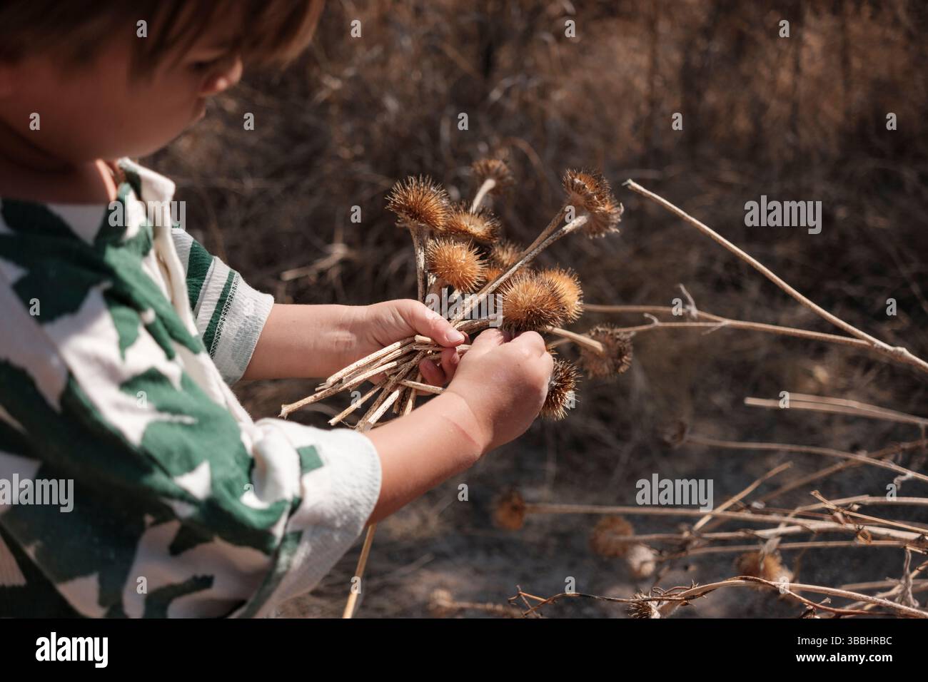 Guarda i Cardi trovati da questo Wee Foto Stock