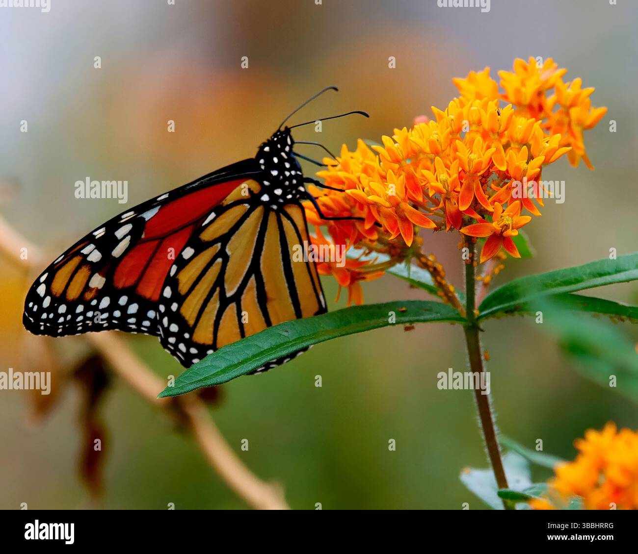 La farfalla Monarch si nutre di fiori d'arancio luminosi nel giardino estivo Foto Stock