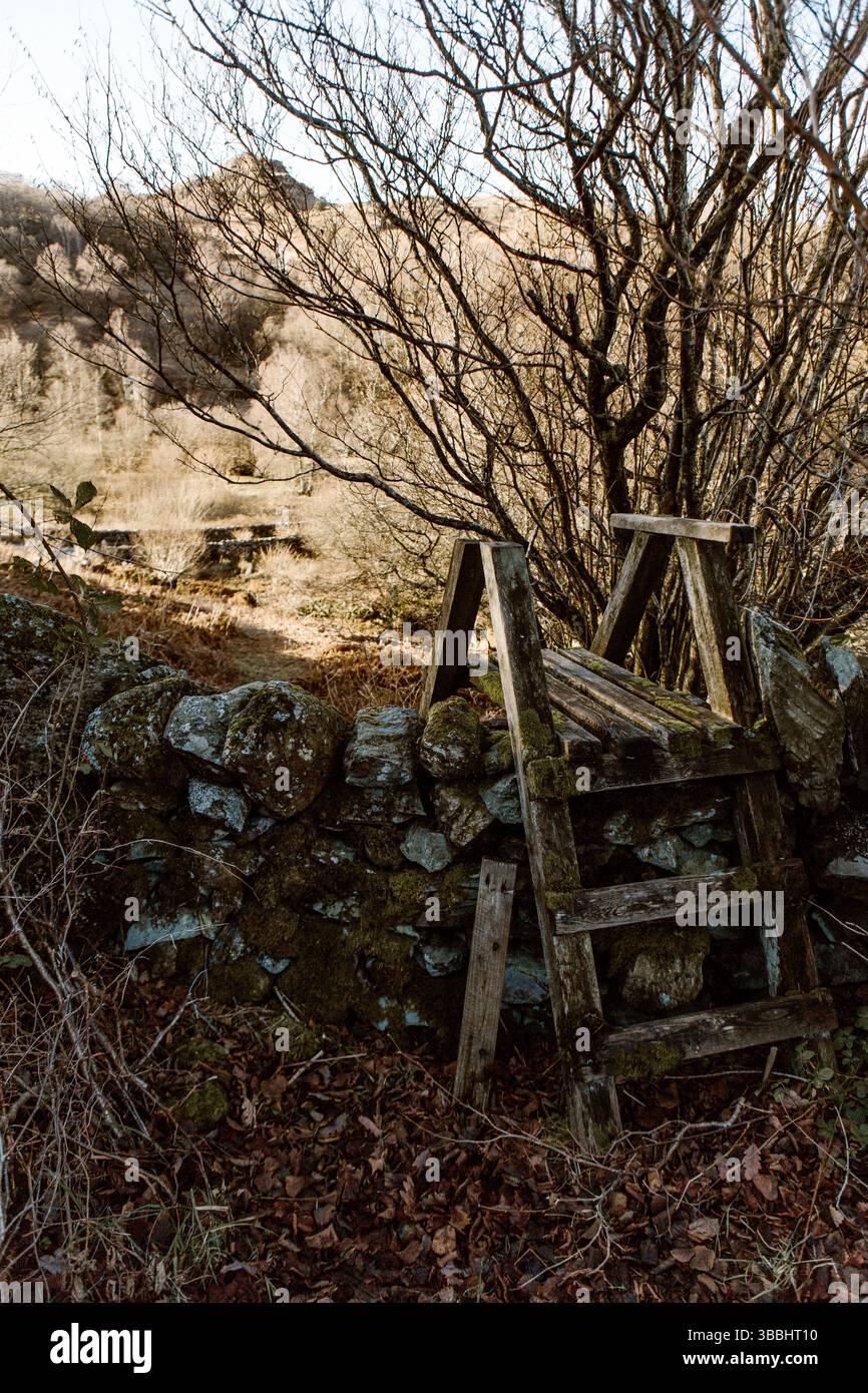Lo stile in legno attraversa pareti di pietra mossy in una campagna boscosa della Cumbria Foto Stock