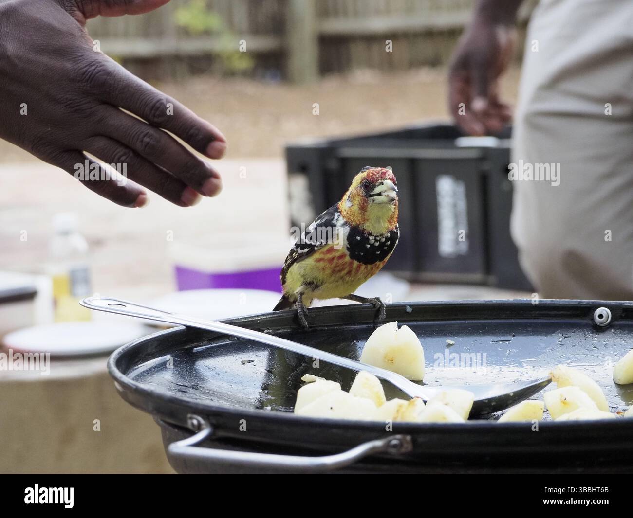 Barbet crestato che ruba patate appena cucinate Foto Stock