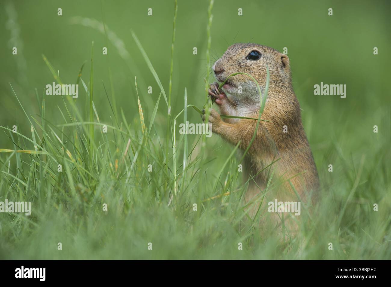 Scoiattolo di terra europeo (Spermophilus citellus) che si forgia nei prati, Austria, Europa Foto Stock