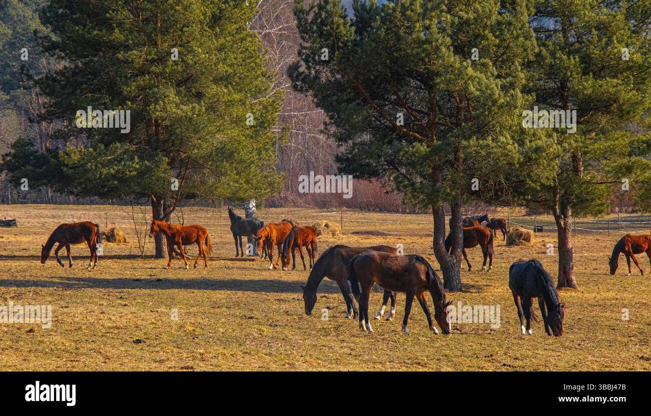 Più cavalli pascolano sotto gli alberi di pino su un pascolo rurale illuminato dal sole in primavera. Foto Stock