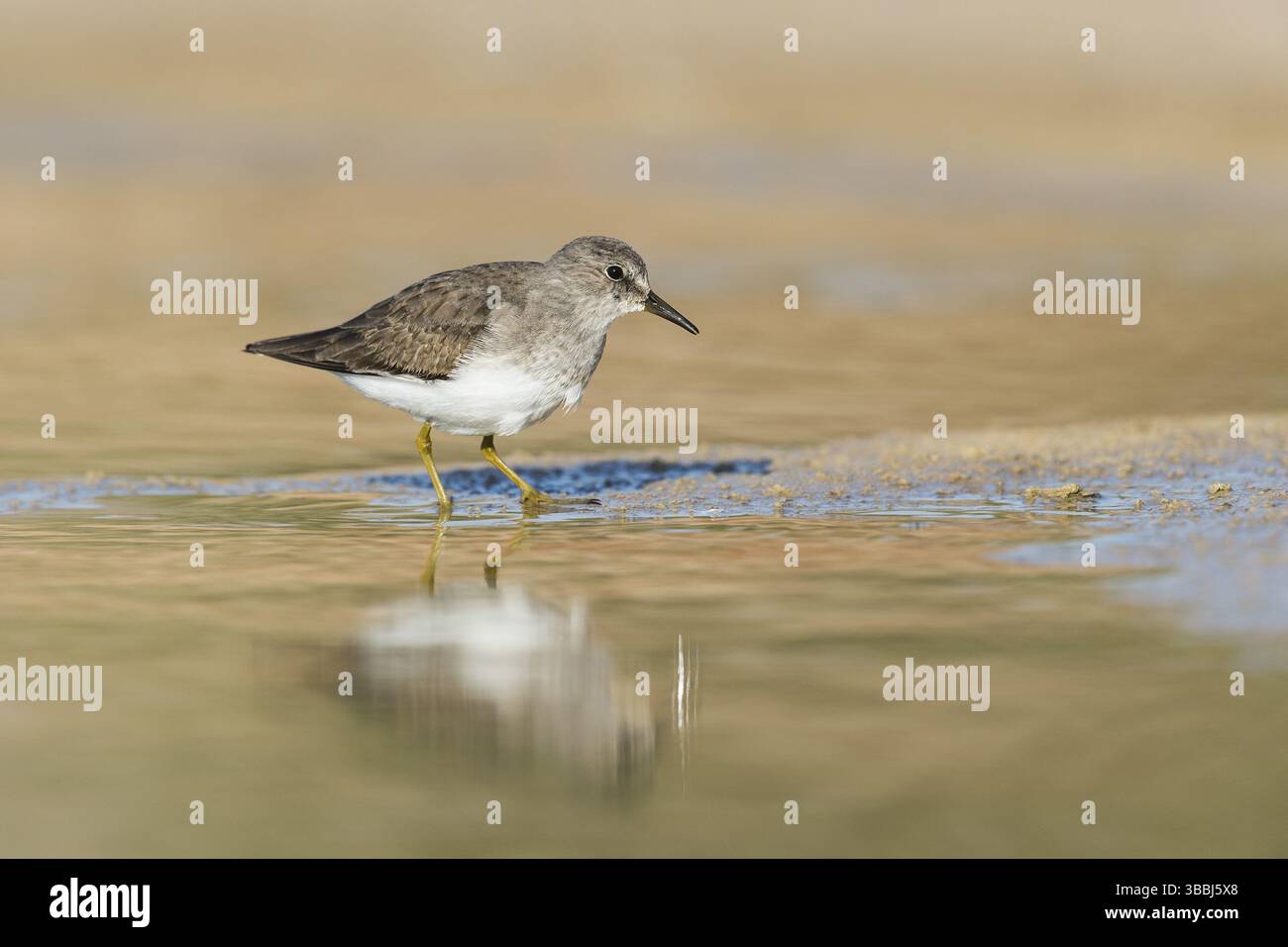 Temminck's stint (Calidris temminckii), Eilat, Israele, Asia Foto Stock