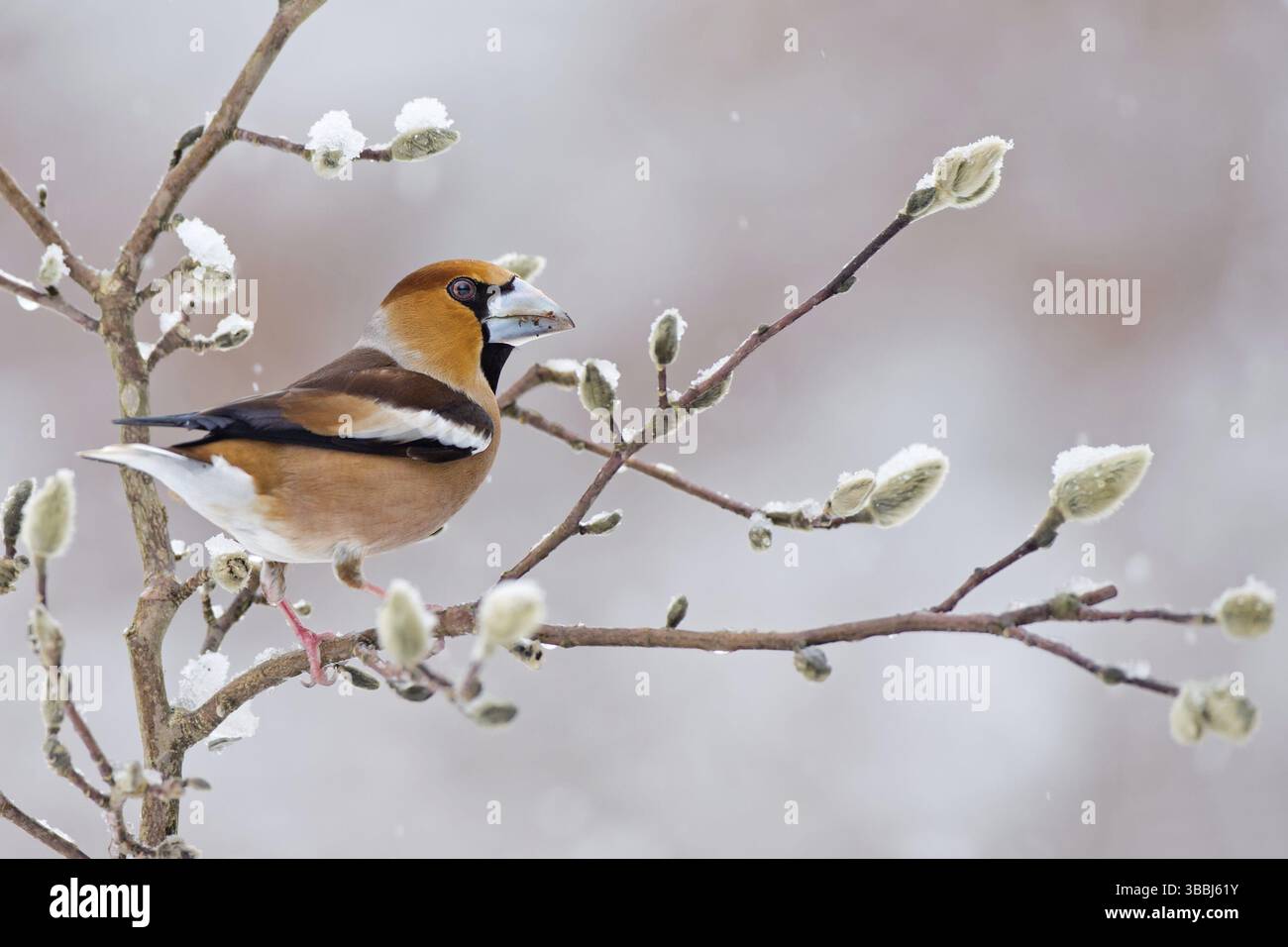 Hawfinch (Coccothraustes coccothraustes) maschio, Sassonia-Anhalt, Germania, Europa Foto Stock