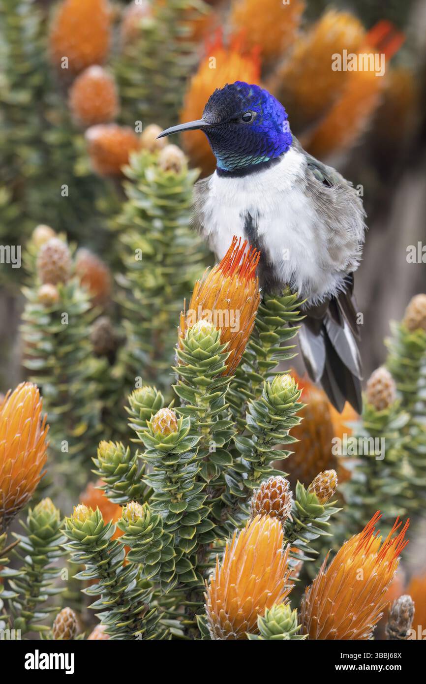 Chimborazo Hillstar (Oreotrochilus chimborazo) arroccato su un ramo delle Ande in Ecuador Foto Stock