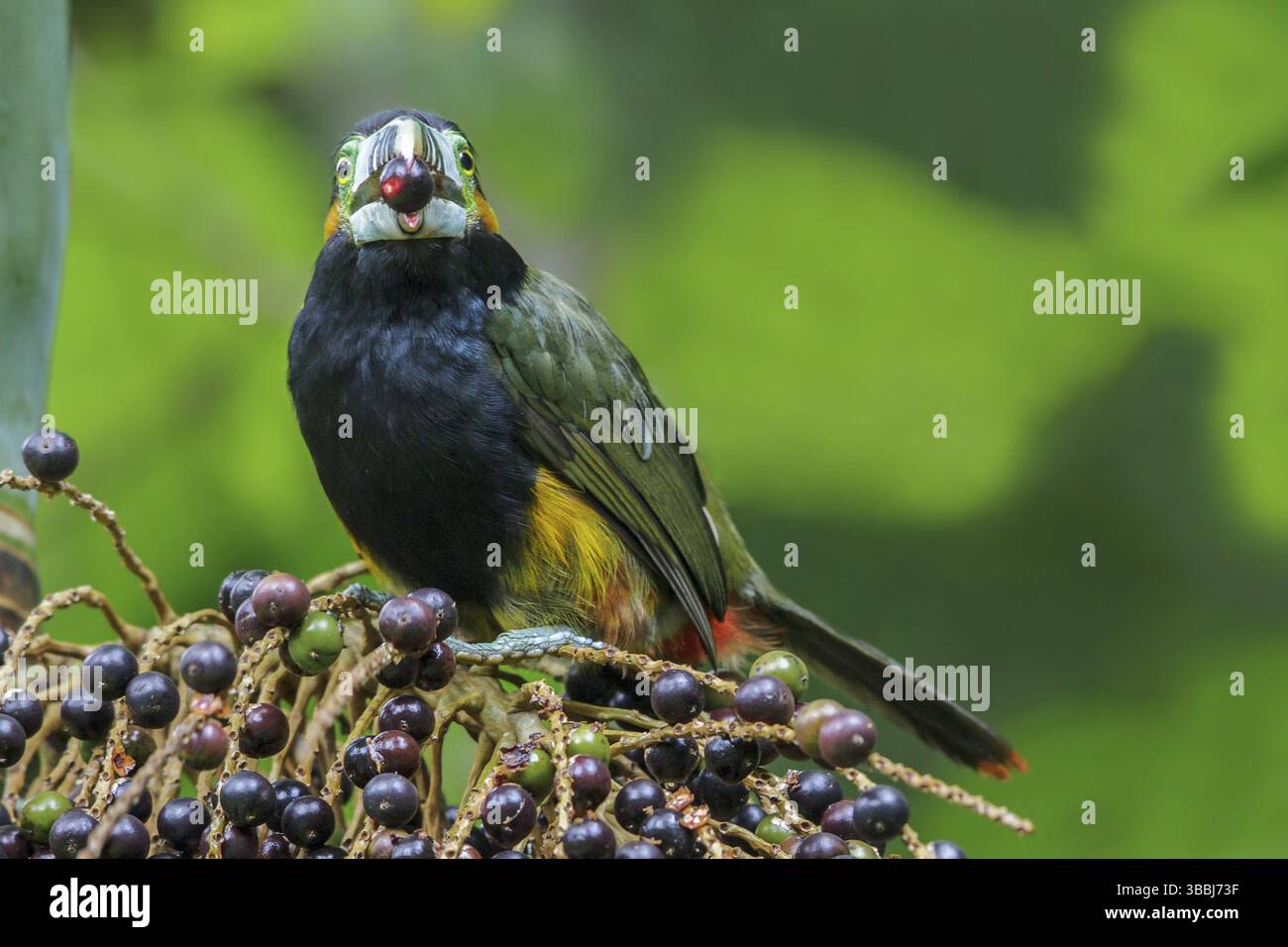 Toucanet (Selenidera maculirostris) a base di palme nella foresta pluviale atlantica del sud-est del Brasile Foto Stock