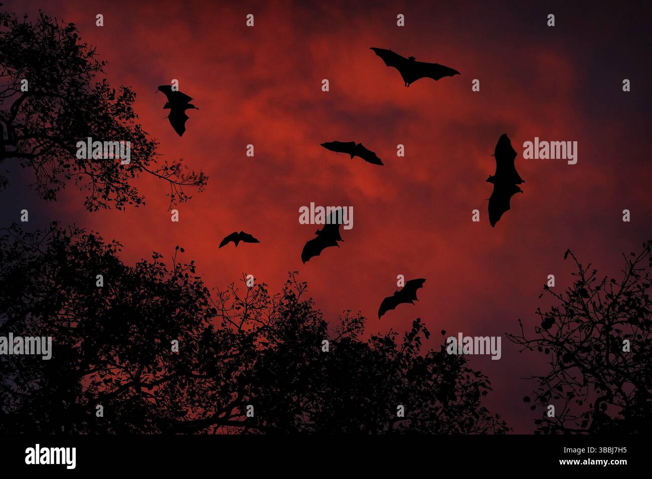 Fauna notturna con pipistrelli. Pipistrello di frutta indiano gigante, Pteropus giganteus, sul cielo scuro del tramonto rosso. Bocche volanti nell'habitat naturale, il Parco Nazionale di Yala Foto Stock