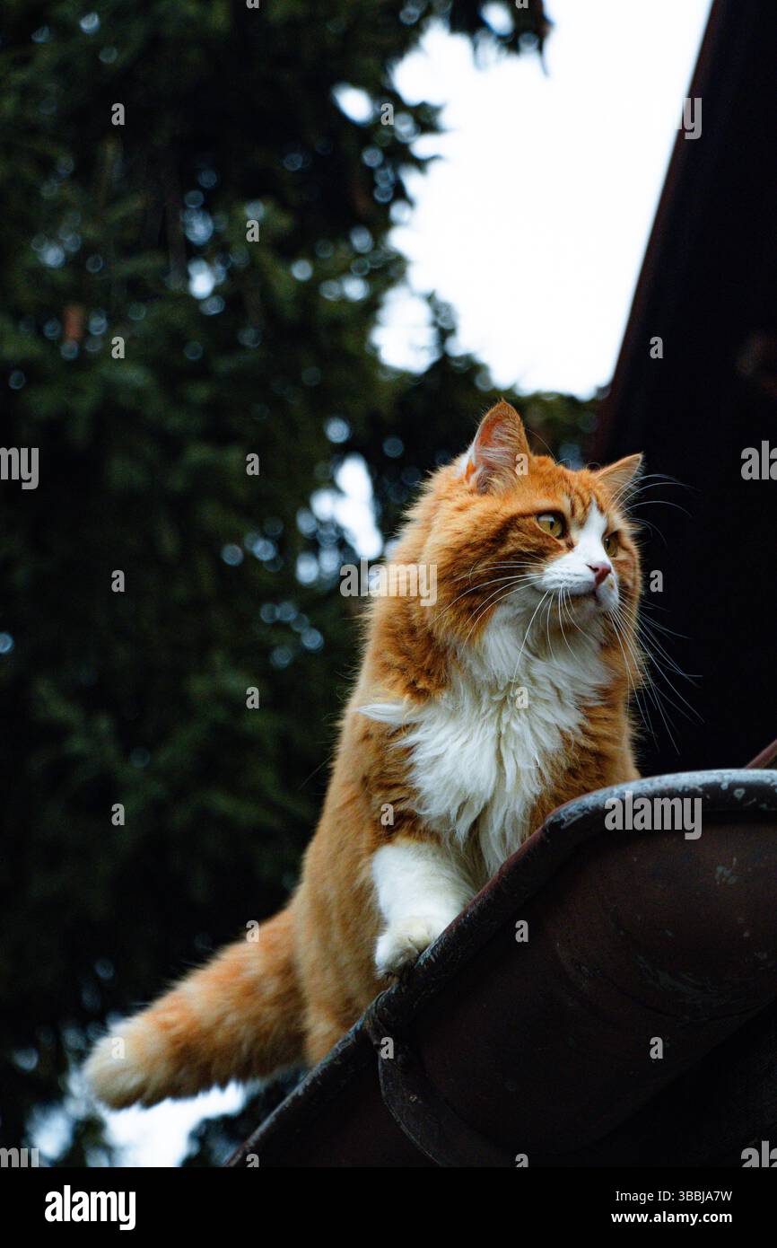 Soffice gatto arancione e bianco arroccato su un tetto, che guarda attentamente con alberi sempreverdi sullo sfondo. Foto Stock