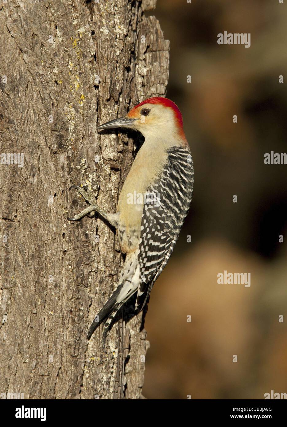 Picchio con panciotto rosso (Melanerpes carolinus), Ohio, Stati Uniti, Nord America Foto Stock
