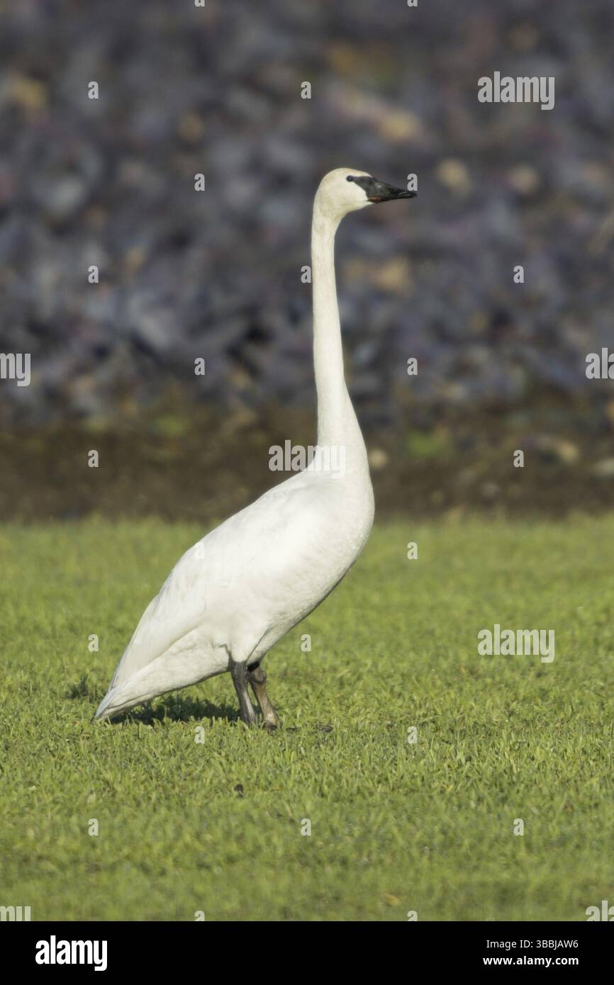 Trombettiere Swan (Cygnus buccinator), Columbia Britannica, Canada, Nord America Foto Stock