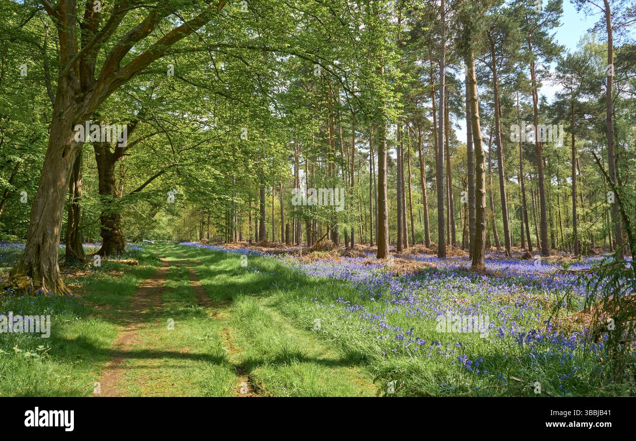 Bluebells in un bosco di impostazione Foto Stock