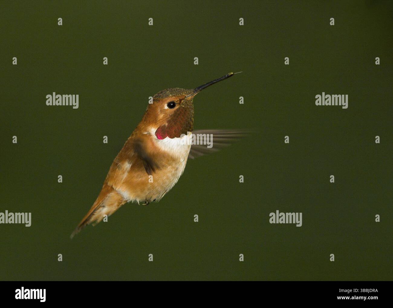 Maschio Rufous Hummingbird che si libra Foto Stock