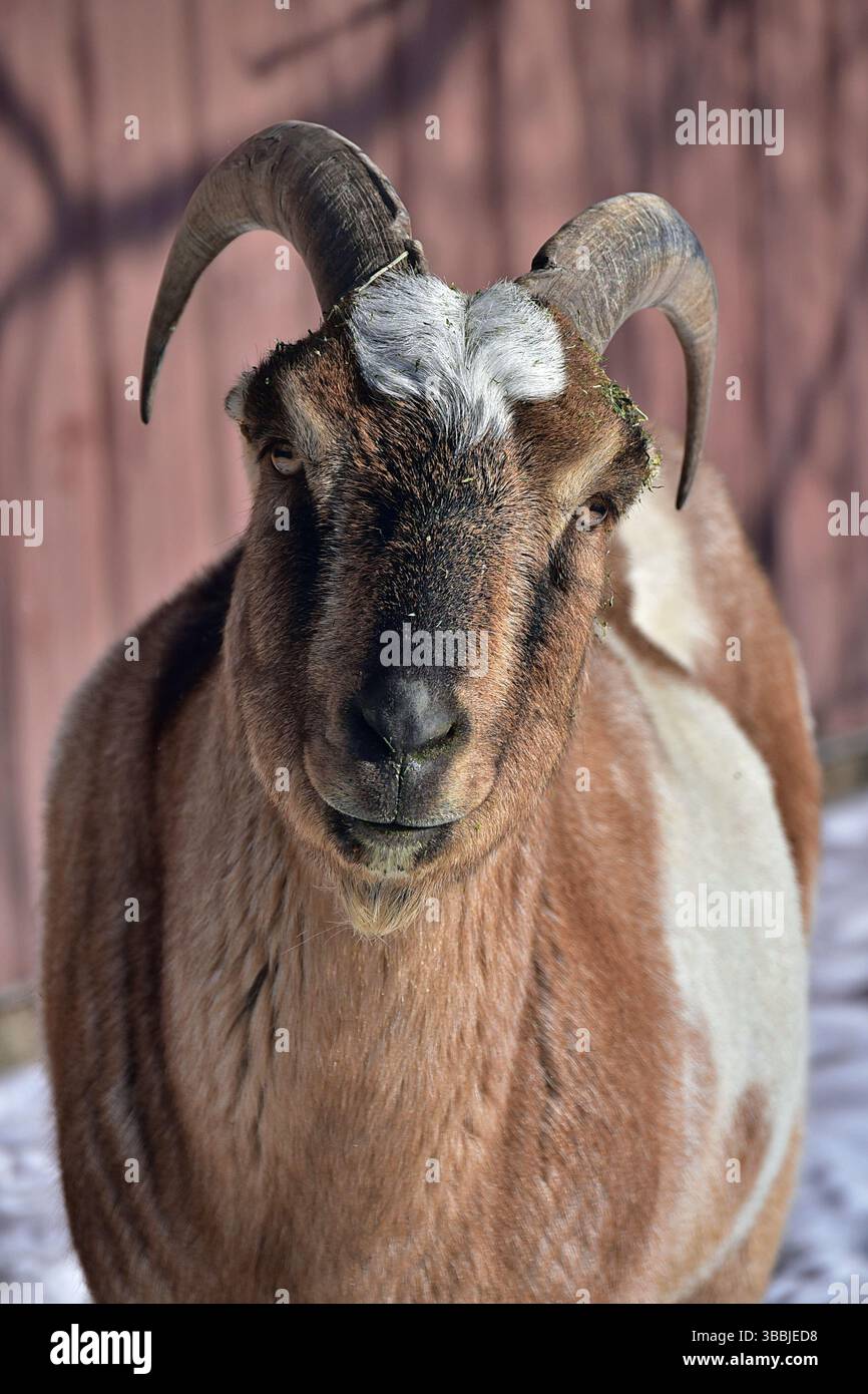 Capra curiosa, nel santuario di Yamnuska, Alberta, Canada Foto Stock