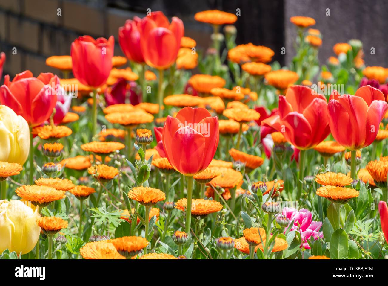 Tulipani colorati e Marigoldi che fioriscono nel giardino primaverile Foto Stock
