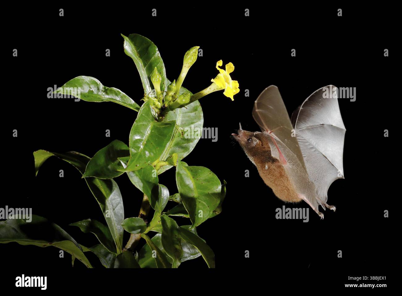 Bat di nettare arancione, Lonchophylla robusta, bat volante in notte buia. Animale notturno in volo con fiore giallo. Scena d'azione della fauna selvatica dalla trop Foto Stock