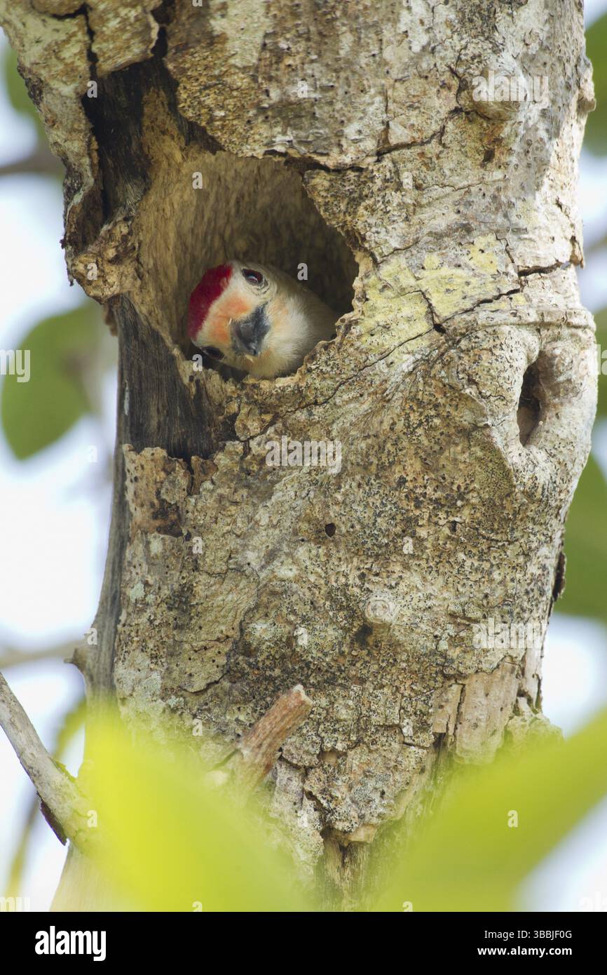 Picchio panciuto rosso (Melanerpes carolinus) maschio in nido cavità, Florida, Stati Uniti, Nord America Foto Stock