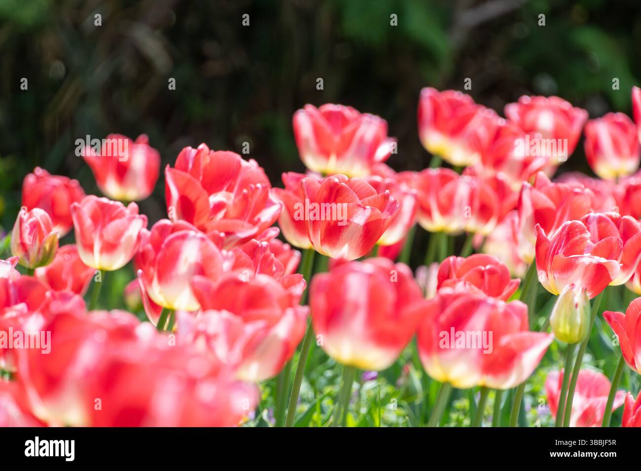 Tulipani rossi e bianchi luminosi che sbocciano in un giardino primaverile illuminato dal sole Foto Stock