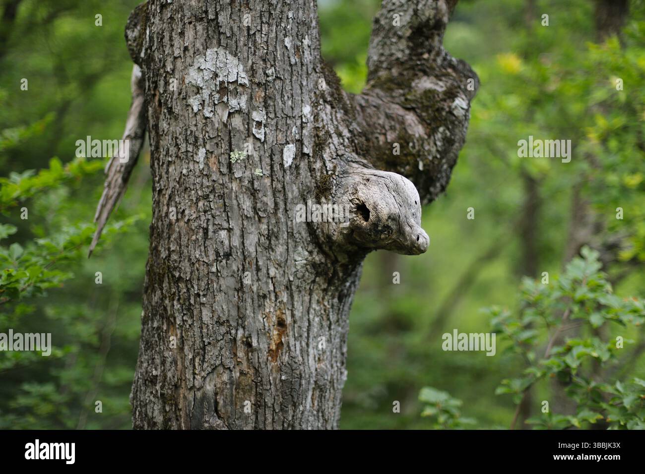 Strano dettaglio su un albero nella foresta Foto Stock