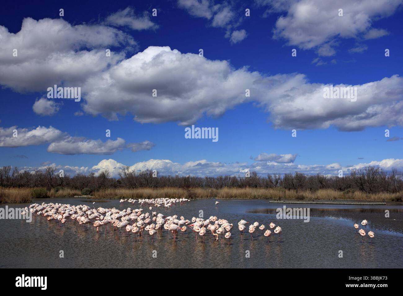 Riserva naturale in Francia. Stormo di fenicottero maggiore, ruber fenittero, bell'uccello rosa grande, danzante in acqua, animale nell'habitat naturale. Blu Foto Stock