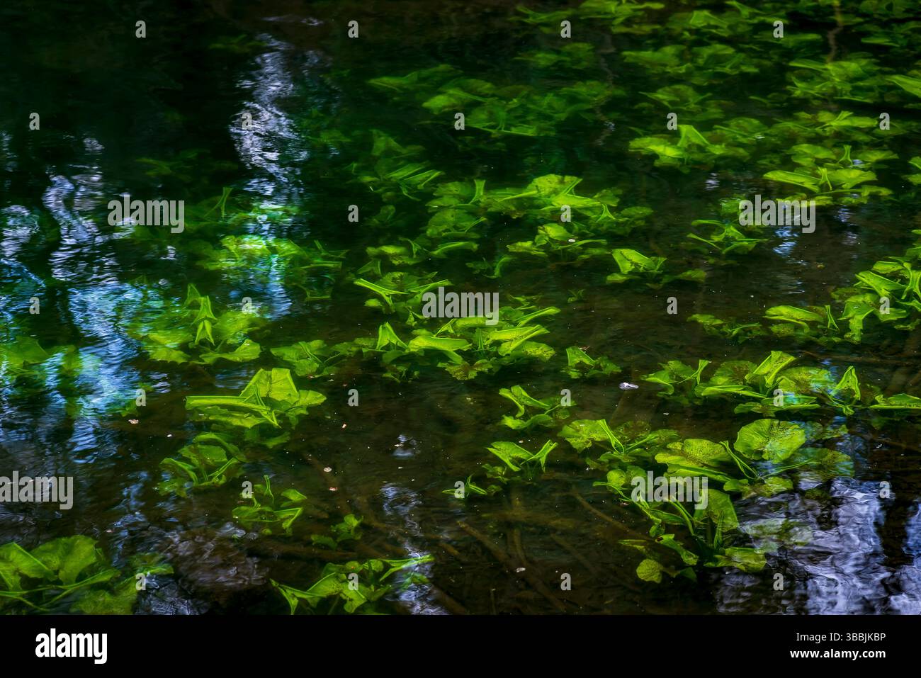 Erbacce acquatiche che crescono nel lago nel Crookes Valley Park, Sheffield, Regno Unito Foto Stock