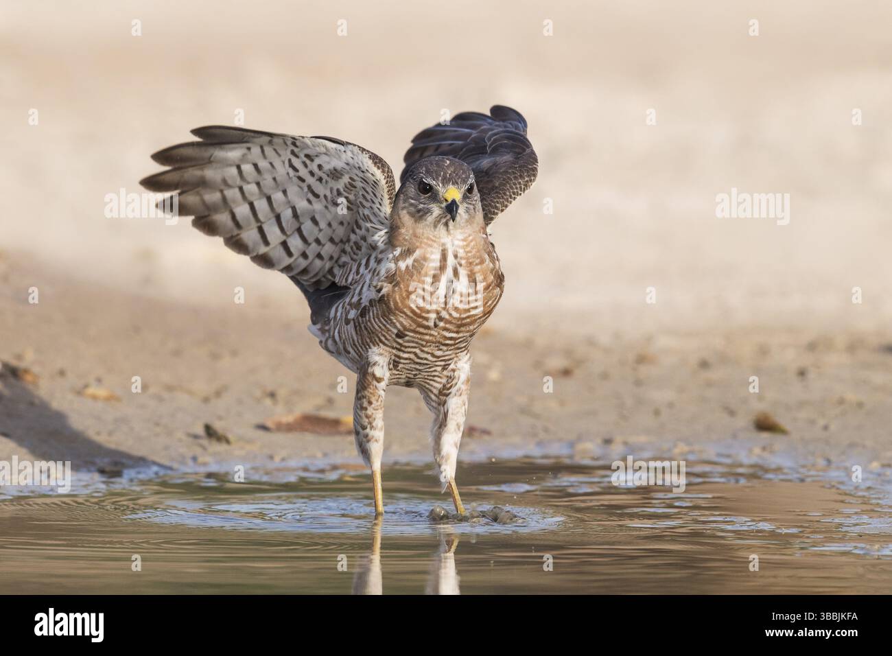 Levant Sparrowhawk (Accipiter brevipes) in una pozza d'acqua, Eilat, Israele, Asia Foto Stock