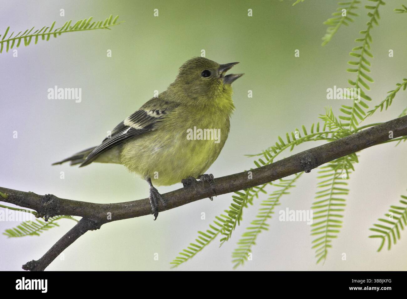 Minore Goldfinch (Spinus psaltria) femmina, Arizona, Stati Uniti, Nord America Foto Stock