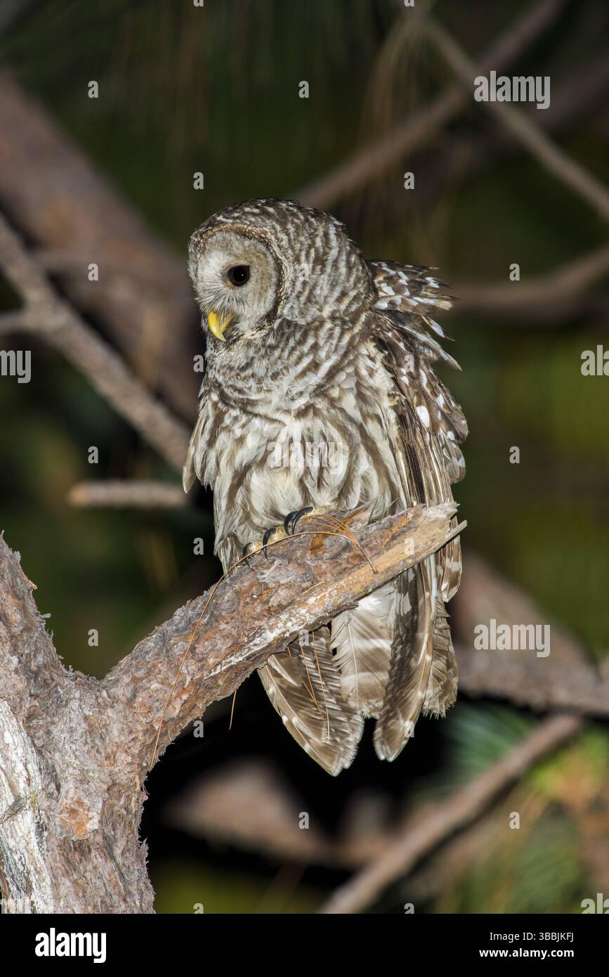 Gufo Cinereo Strix sartorii Rancho la Noria, Cerro de San Juan, Tepic, Nayarit, Messico 6 giugno 2016 maschio adulto Stridigidae AKA gufo barrato messicano (Str Foto Stock