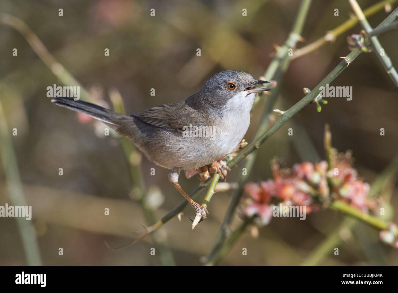 Parula sarda (Sylvia melanocephala) femmina arroccata su un ramo, Eilat, Israele, Asia Foto Stock