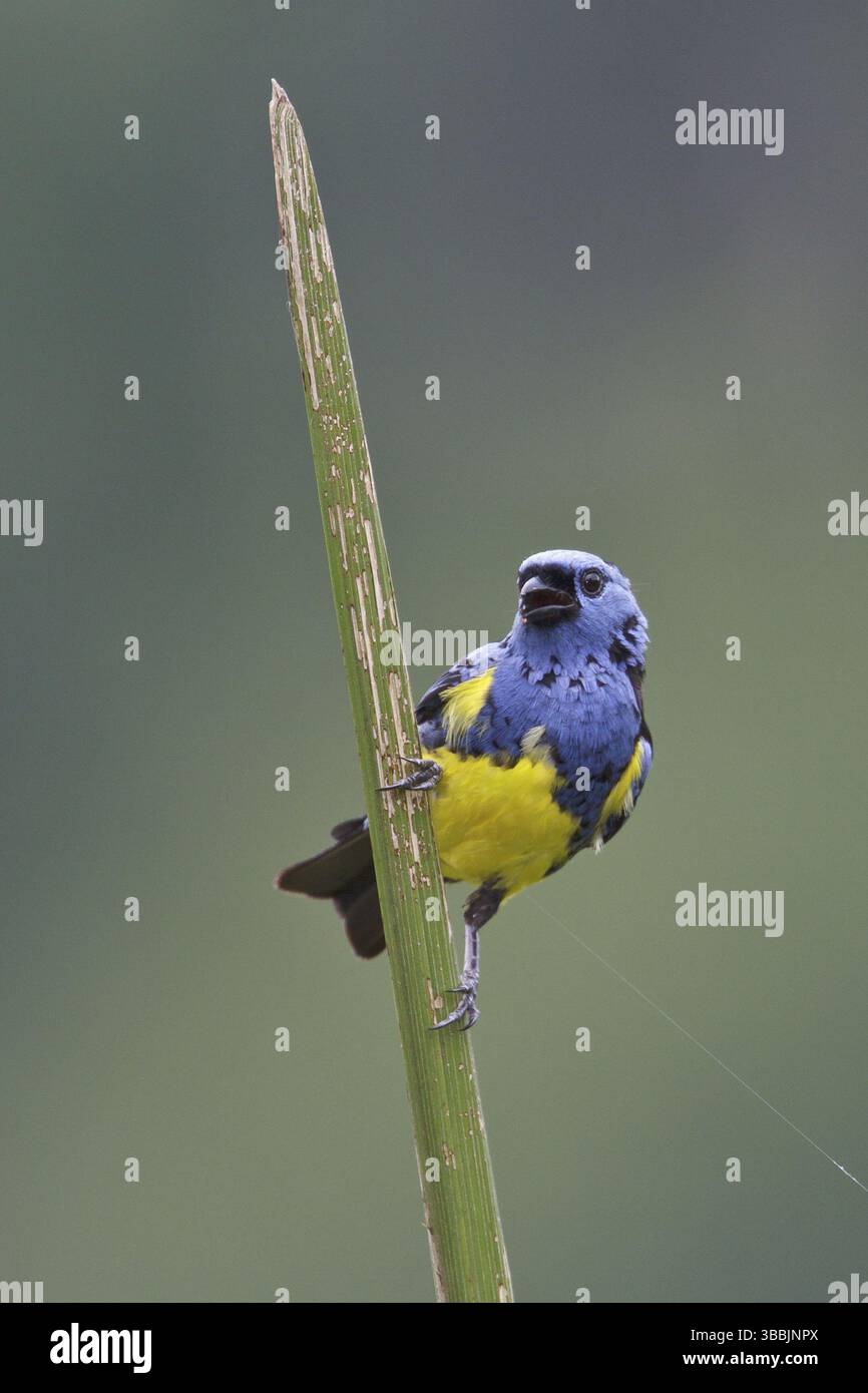 Tanager turchese (Tangara mexicana) arroccato su una filiale in Ecuador, Sud America Foto Stock