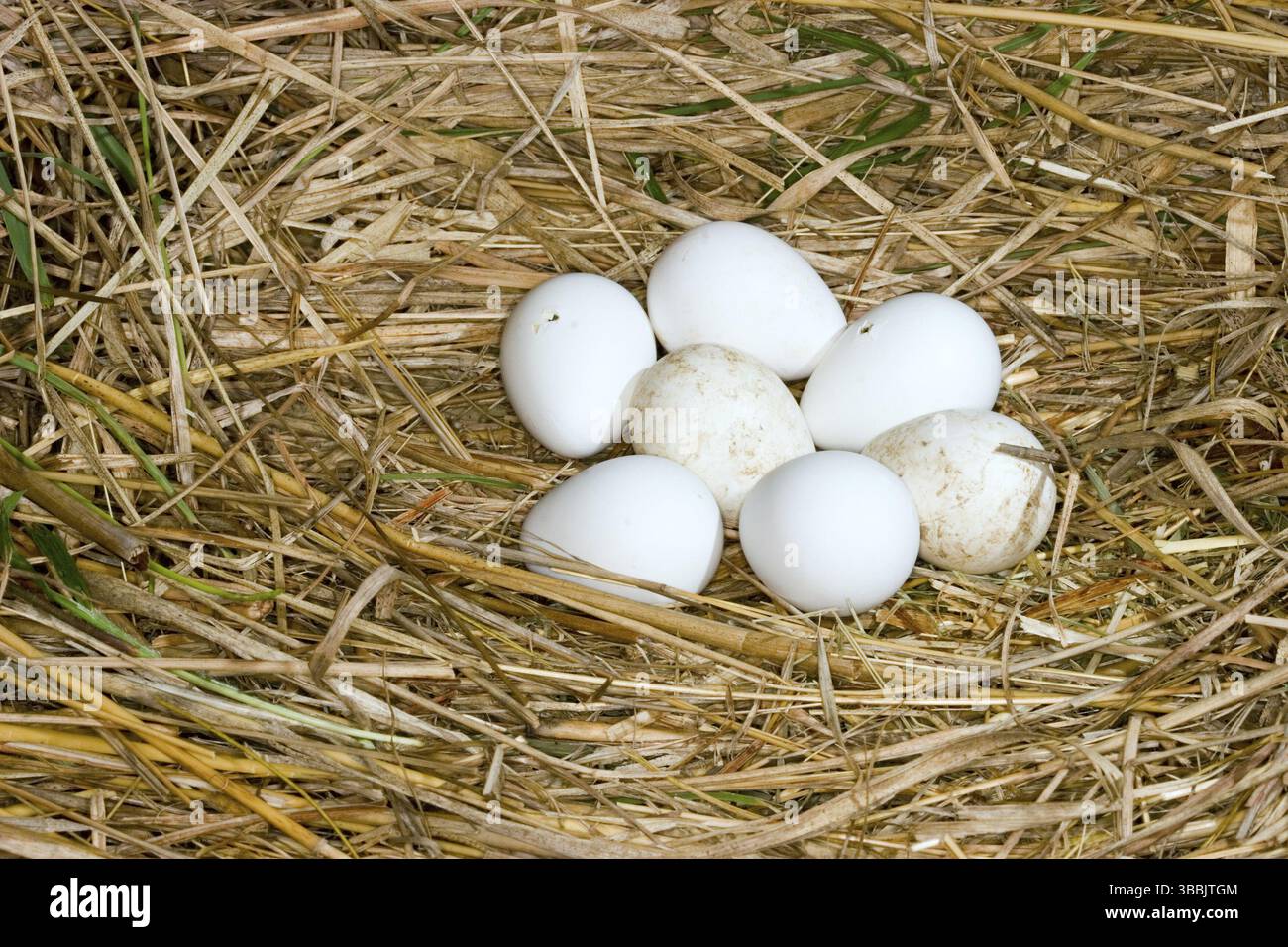 Northern Bobwhite Colinus virginianus Minneapolis, Minnesota, Stati Uniti 8 giugno uova in nido con due che iniziano a pascolare (schiusa). Phasianidae Foto Stock