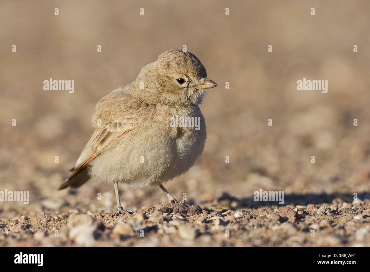 Lark a coda di bar (Ammomanes cinctura), Eilat, Israele, Asia Foto Stock