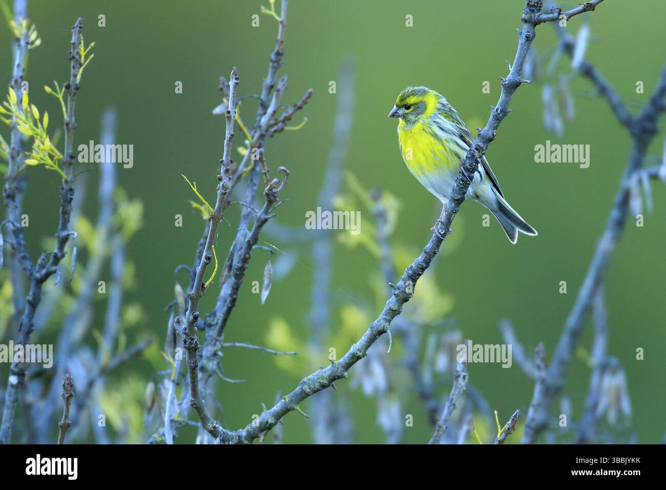 Serin europeo (Serinus serinus) maschio arroccato su un ramo, Andalusia, Spagna, Europa Foto Stock