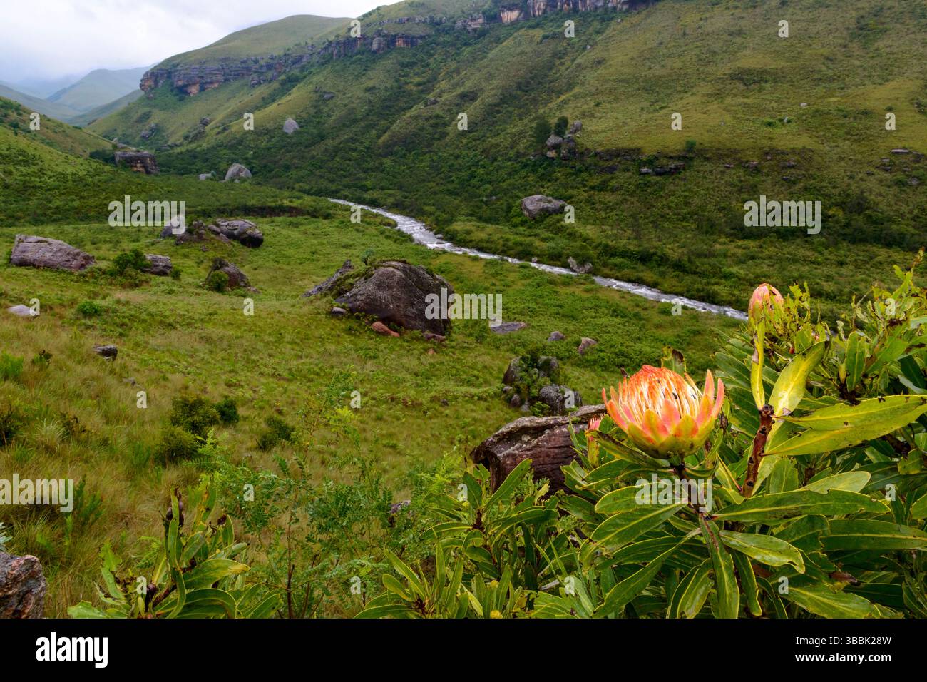 Drakensberg Sugarbush (Protea dracomontana) che fiorisce vicino al fiume Bushmans nella riserva di caccia del Castello del Gigante, Ukhahlamba Drakensberg Park, KwaZulu-nata Foto Stock