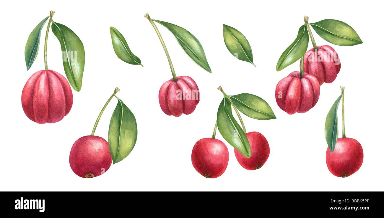 Bacche di Acerola e ciliegie sul ramo con foglie verdi sfondo isolato. Clip art di frutti tropicali esotici. Foto Stock